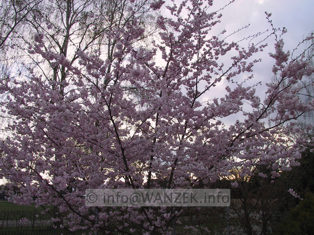 Prunus sargentii Accolade 05.JPG